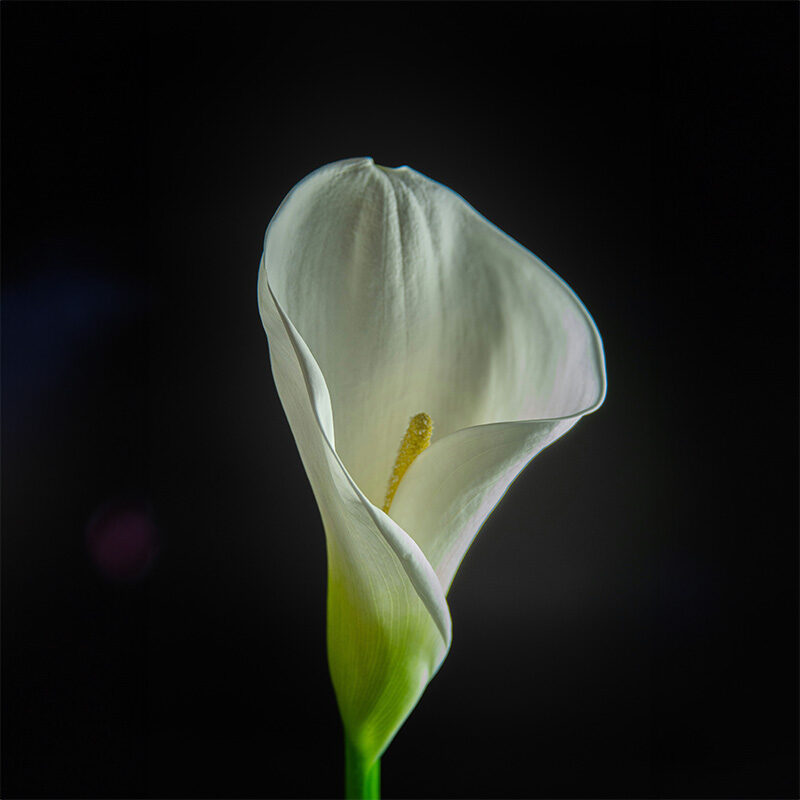 siegfried-poepperl-bc7AwgaP_Yg-unsplash compressed siegfried-poepperl-bc7AwgaP_Yg-unsplash compressed